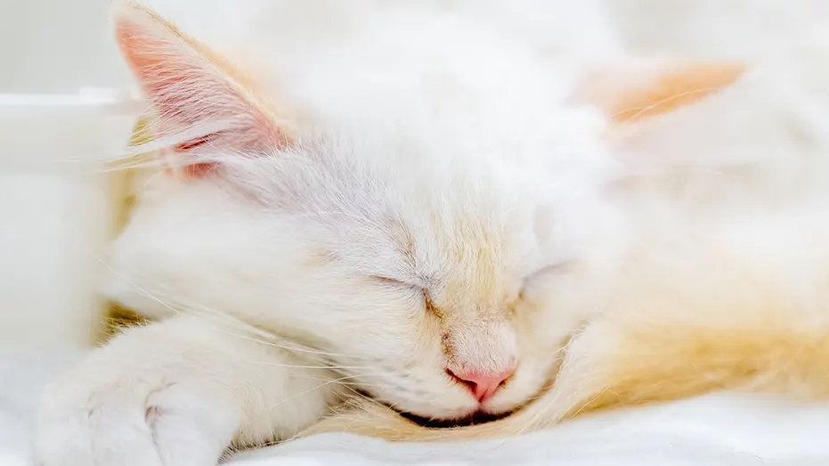 Lost-Kitten-Photo-1