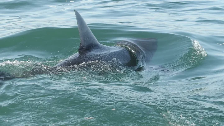 Shark sightings trigger beach alarm after swimmer is bitten during summer spike