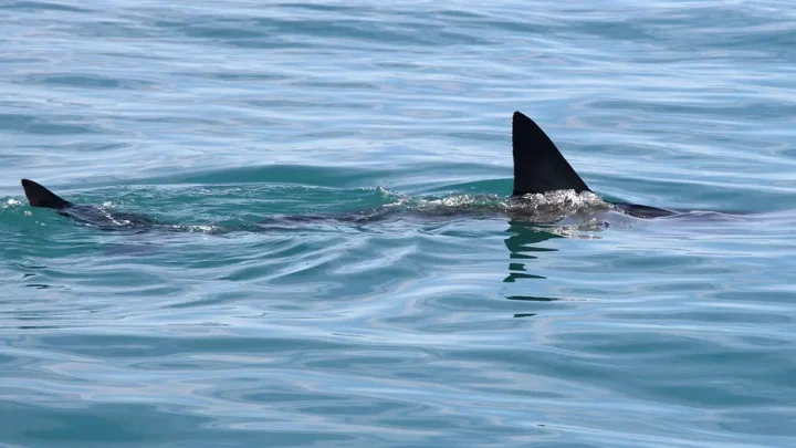 Shark Week puts shark bite survival in focus with ER doc’s expert tips