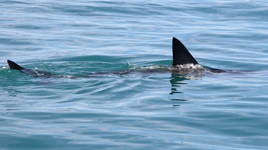 great-white-shark-fin-ocean