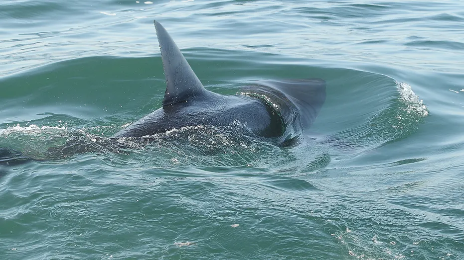 great-white-shark-fin